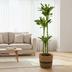 Dracaena Fragrans Golden Coast mit Korb Ø24cm - ↕130 - 150cm Bild 7