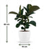 Gummibaum Ficus Elastica Cloe, 65cm, inkl. weißem Übertopf Bild 3