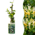 Japanisches Geißblatt 'Halliana' - Duftende Kletterpflanze im 9cm Topf Bild 1