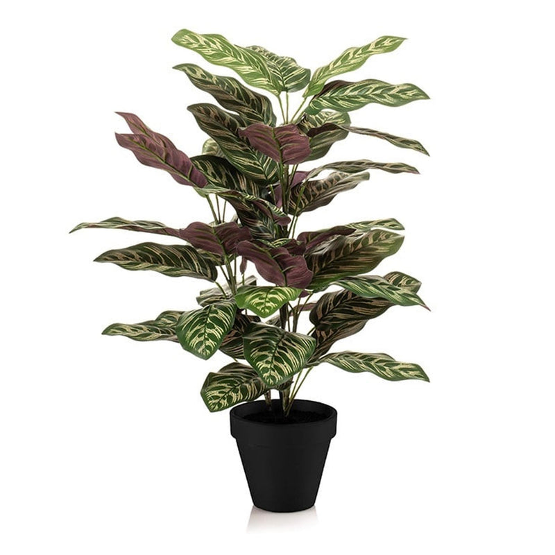 Calathea im Topf - 65 cm hoch - Kunstpflanze