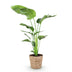 Green boutiQ - Zimmerpflanzen - Stelitzia Nicolai - Paradiesvogelblume - Geringer Pflegeaufwand - mit Korb - Grün - 1 Pflanze - Topf 21cm - Höhe 110-120cm Bild 2