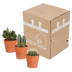 Cactus Set of 3 in Terracotta Pot Bild 5