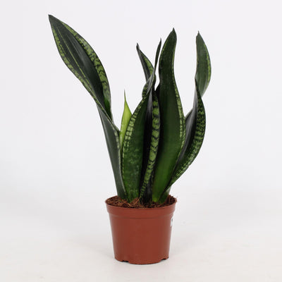 Sansevieria Whitney 12cm Topf - Pflegeleichte Zimmerpflanze