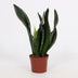 Sansevieria Whitney 12cm Topf - Pflegeleichte Zimmerpflanze Bild 1