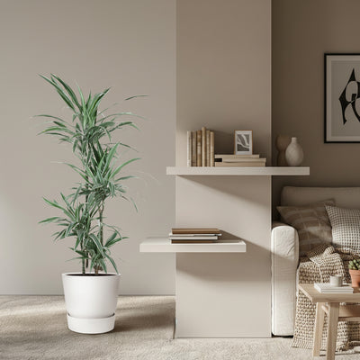 Dracaena Warneckei - Zimmerpflanze 145 cm - Ø 30 cm