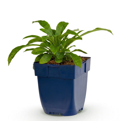 Green boutiQ - Perennials - Campanula pers. Alba - Peach-leaved Bellflower - Bee and Butterfly Magnets - White - 1 Plant - 11cm Pot - 15-25cm Height