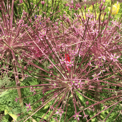 Allium schubertii Zwiebeln – 5 Stück, spektakuläre Blütenpracht