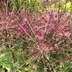 Allium schubertii Zwiebeln – 5 Stück, spektakuläre Blütenpracht Bild 1
