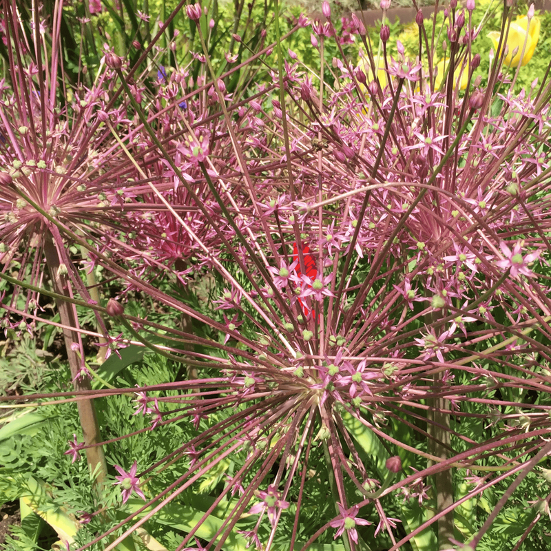 Allium schubertii Zwiebeln – 5 Stück, spektakuläre Blütenpracht