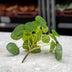Pilea Mini Bush 13 cm – Compact Houseplant for Modern Living Ideas Bild 3