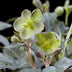 GreenboutiQ - Gartenpflanze - Lenten Rose Helleborus sternii Silver Dollar - Grüne Blume - 1 Pflanze - Immergrün - Topf 14cm Höhe 35cm Bild 4