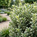 Green boutiQ - 40x Euonymus japonicus White Spire - Kardinalskappen - Heckenpflanzen - Immergrün - Weiß - Grün - Topf 9cm - Höhe 20-30cm Bild 8