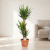 Yucca Elephantipes Ø24cm, 125cm - Exotische Zimmerpflanze Bild 3