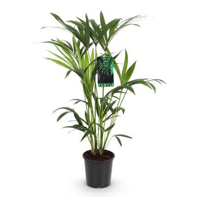 Howea Forsteriana Kentia Palme Zimmerpflanze - Topf 19cm