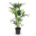 Howea Forsteriana Kentia Palme Zimmerpflanze - Topf 19cm Bild 2
