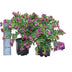 Polygala Shrub: Purple flowers, easy to care for, 45cm Bild 2
