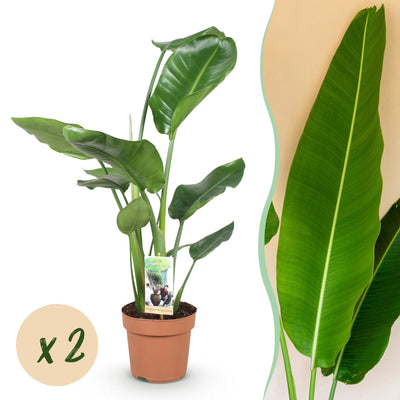 2x Strelitzia Nicolai, Paradiesvogelblume, Zimmerpflanze, Topf 17cm