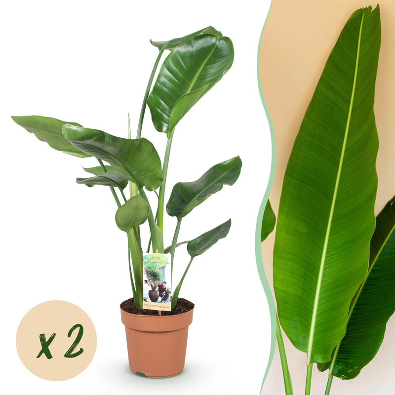 2x Strelitzia Nicolai, Paradiesvogelblume, Zimmerpflanze, Topf 17cm