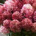 Rispenhortensie 'Living Little Rosy' - Winterhart, Rosa, Topf 12cm Bild 4