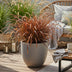GreenboutiQ Uncinia rubra Everflame - Rotes Ziergras, winterhart, Topf 17cm Bild 4
