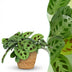 Maranta Fascinator Kerchoveana Zebrapflanze im Korb, 25cm Bild 1