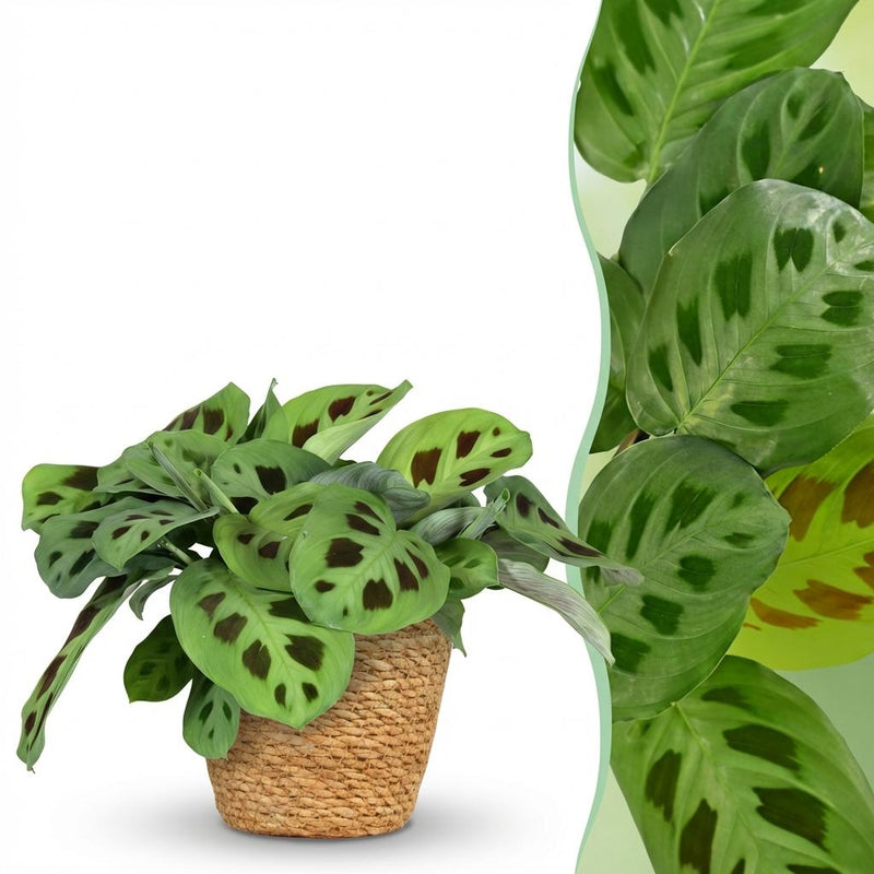 Maranta Fascinator Kerchoveana Zebrapflanze im Korb, 25cm