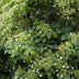 Climbing Hydrangea 'Hydrangea petiolaris' Ø15cm, 65cm high Bild 3