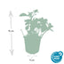 Pachysandra 'Green Carpet' - 6er Pack Bodendecker (10-25cm) Bild 3