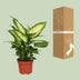 Dieffenbachia Camilla (Ø12cm, ↕35cm) - Pflegeleichte Zimmerpflanze Bild 4