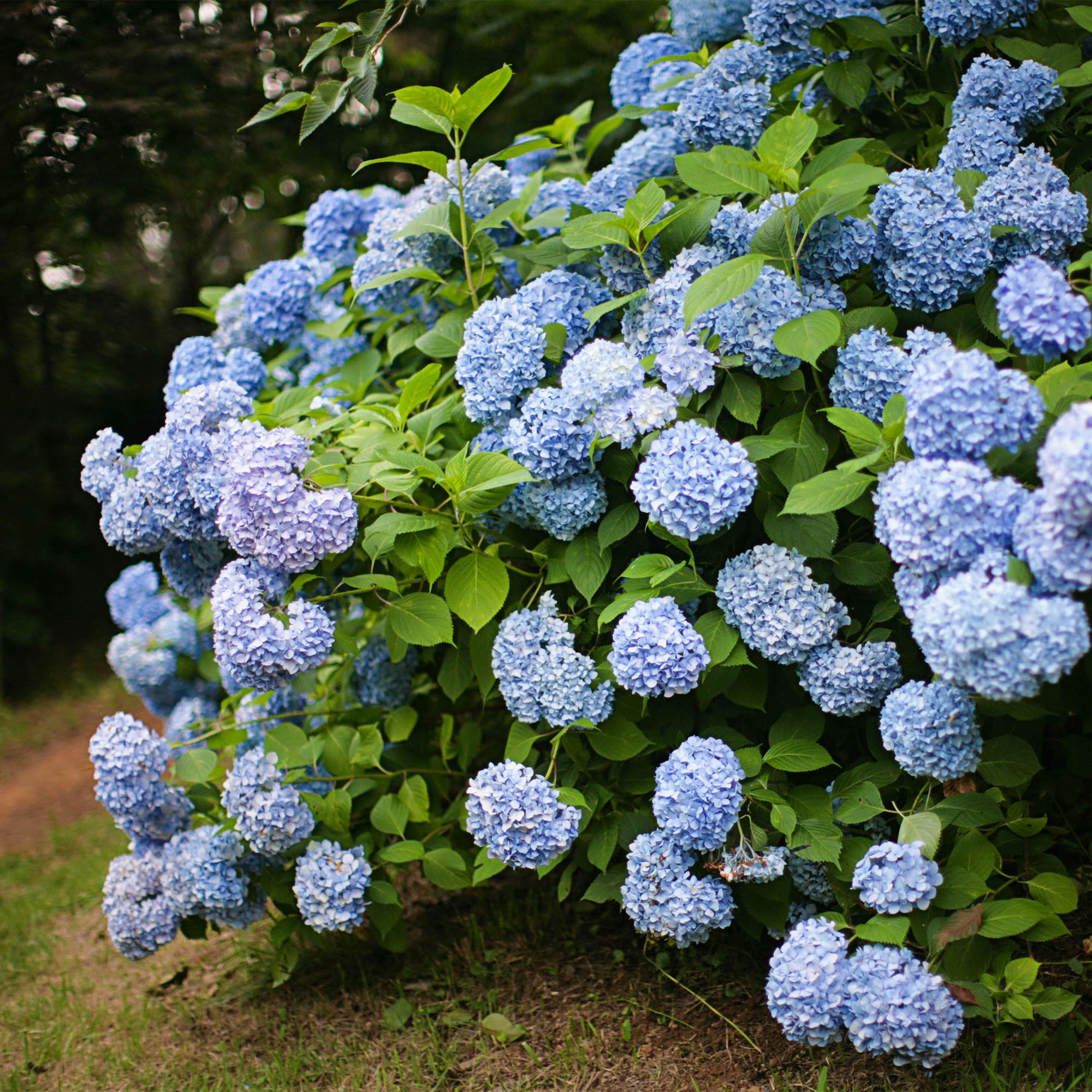GreenboutiQ - Hortensie - Hydrangea macrophylla Blau - Blüte Blau - 3 Pflanzen - 1m2 - Laubabwerfend - Wenig Pflege - Topf 17cm Höhe 30cm