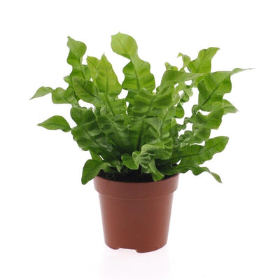 Asplenium Crispy Wave - Asplenium Crispy Wave - 1 Pflanze - Topf 12cm - Höhe - 30cm