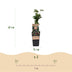 Green boutiQ - Fruit Plant - Rubus fruticosus Thornless Evergreen - Blackberry Plant - Thornless - Black Raspberry - 2 Plants - 15 cm Pot - 50 cm Height Bild 3