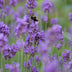 24x Lavendel 'Munstead' - 10-25cm hoch - Ø9cm Topf Bild 6
