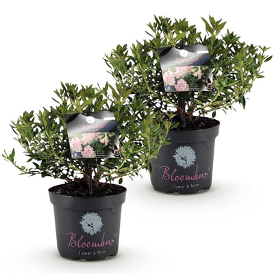 Zwerg-Rhododendron Bloombux Light Pink, 2 Pflanzen im 23cm Topf