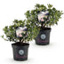Dwarf Rhododendron Bloombux Light Pink, 2 plants in 23cm pot Bild 2