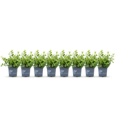 GreenboutiQ - Buxus Hecke 'Babylon Beauty' - 8 Pflanzen, 1m