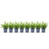 GreenboutiQ - Buxus Hecke 'Babylon Beauty' - 8 Pflanzen, 1m Bild 2