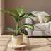 Dieffenbachia Seguine Tropic Snow - Ø19cm - ↕70cm Bild 3