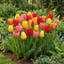 30x Tulpenzwiebeln Darwin Hybrid Mix - Frühblüher Blumenzwiebeln Bild 2