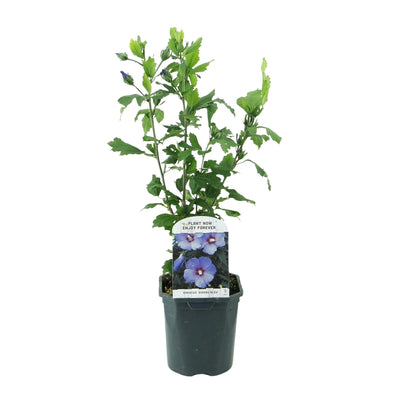Hibiskus 'Oiseau Blue' – Blauer Blütenstrauch, pflegeleicht, 45cm