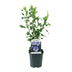 Hibiskus 'Oiseau Blue' – Blauer Blütenstrauch, pflegeleicht, 45cm Bild 2