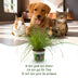 Cyperus alternifolius Zumula Katzenpflanze mit Topf Grau Bild 4