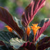 Calathea Crocata 'Königin der Flammen' im 14cm Topf, 40-45cm hoch Bild 4