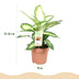 Dieffenbachia Camilla: Pflegeleichte Zimmerpflanze im 17cm Topf (45-50cm) Bild 3