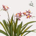 Künstliche Orchidee Bordeaux, 45 cm – Lebensecht & Pflegeleicht Bild 3
