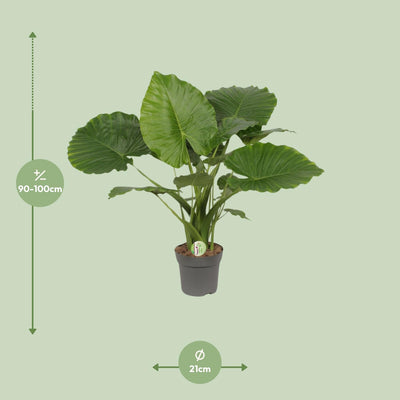 Alocasia Gageana 'California' - Elefantenohr, Ø21cm, ↕80cm