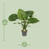 Alocasia Gageana 'California' - Elefantenohr, Ø21cm, ↕80cm Bild 2