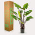 Artificial Plant Colocasia Pink China, Elephant Ear, 130 cm Bild 5