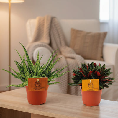 2x Aloe Spider + 2x Peperomia Rosso - 4 Pflanzen-Set Ø10,5 cm