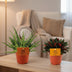 2x Aloe Spider + 2x Peperomia Rosso - 4 Pflanzen-Set Ø10,5 cm Bild 2